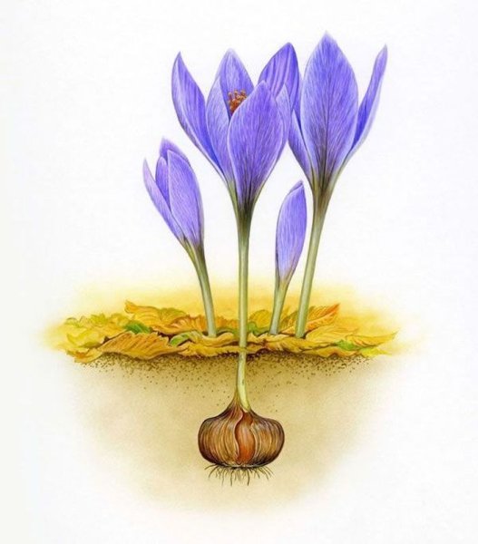 Безвременник ботаника