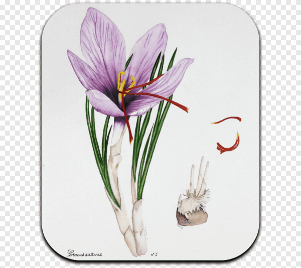 Безвременник Ботаническая иллюстрация