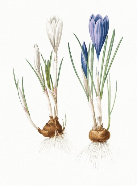Крокус рисунок
