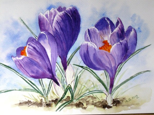 Ботаническая живопись Шафран