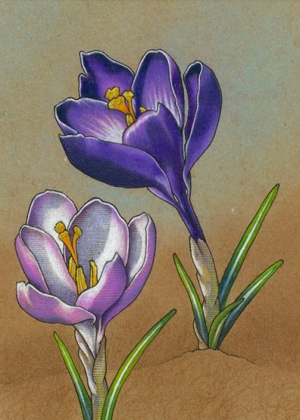 Раскраски весенние цветы пролеска