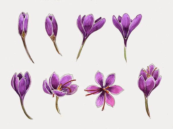 Крокусы одиночные цветы