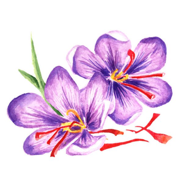 Кандык Сибирский раскраска