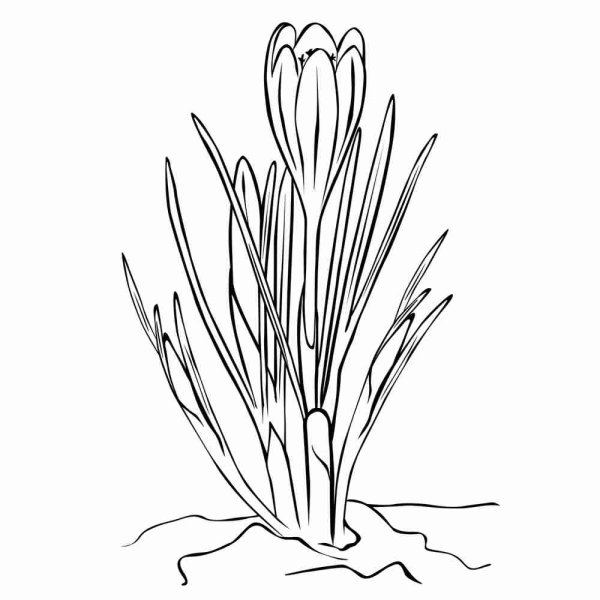 Тюльпан Шренка раскраска