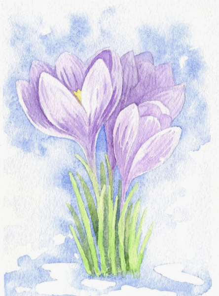 Крокус цветок раскраска для детей