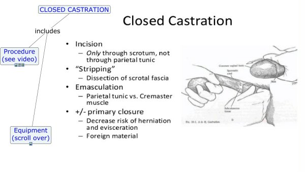 Фурри боллбастинг кастрация