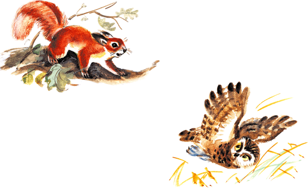 Бианки иллюстрации