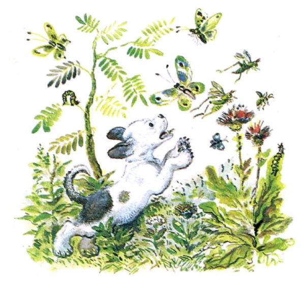 В. Бианки "первая охота"