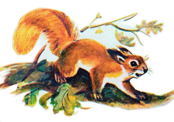 Виталий Бианки Подкидыш иллюстрации