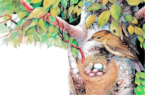 Виталий Бианки иллюстрации к произведениям