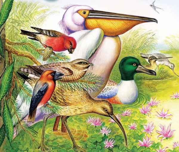 Раскраски к произведениям Чарушина для детей