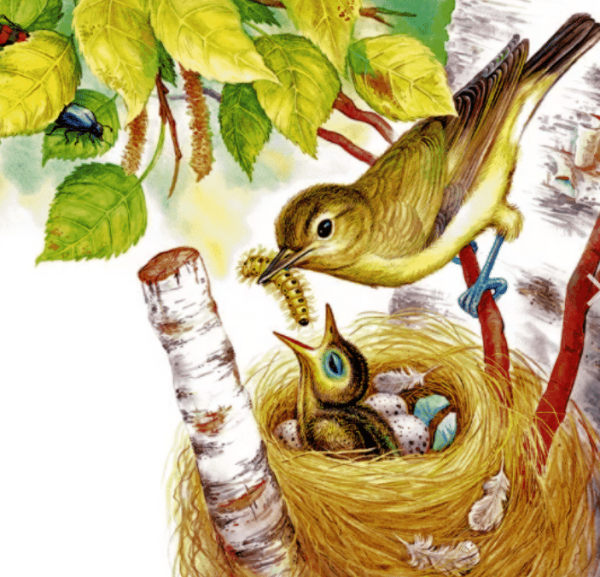 Бианки в. в. "приключения муравьишки"