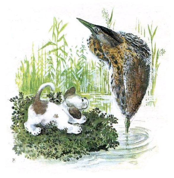 Первая охота Виталий Бианки иллюстрации