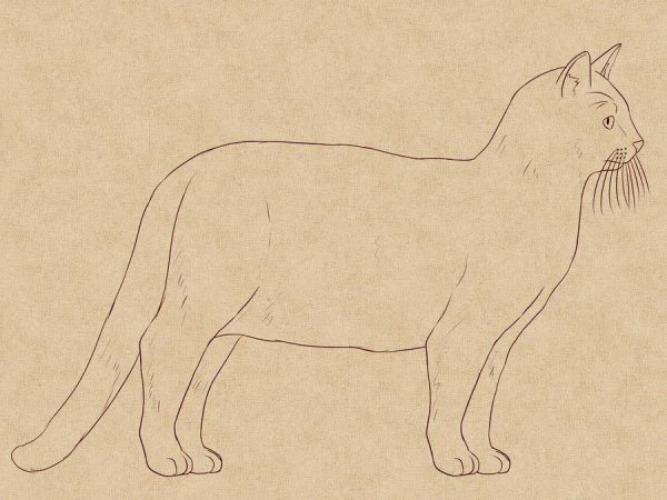 Кот сбоку рисунок