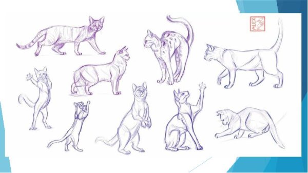 Коты Воители позы референс