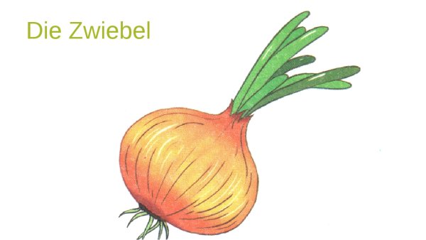 Раскраски лука репчатого для детей