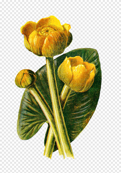 Кубышка ботаника