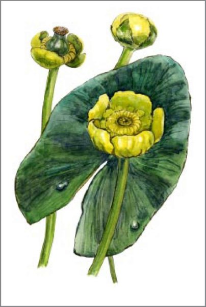 Кубышка Фармакогнозия