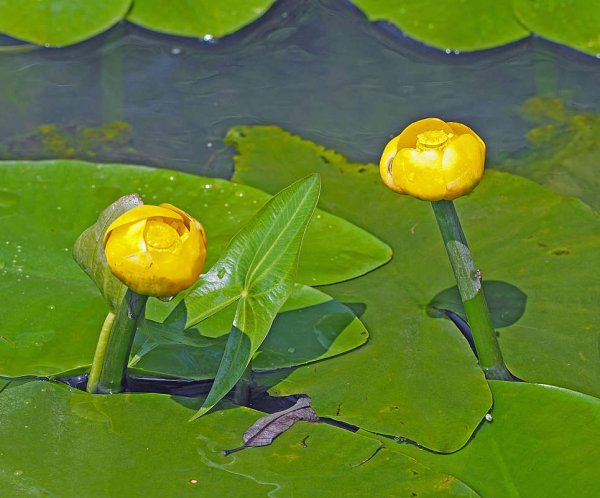 Кубышка желтая ГФ