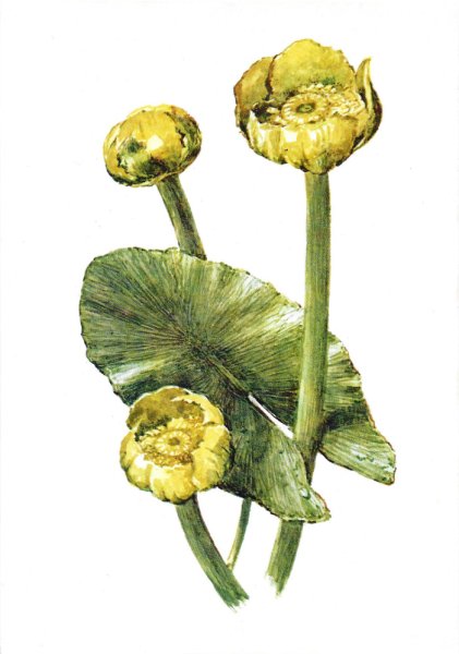 Кубышка ЖЁЛТАЯРИСУНКА