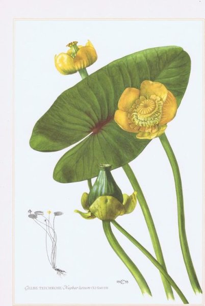 Кувшинка для детей