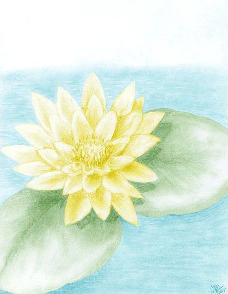 Кубышка (Nuphar)