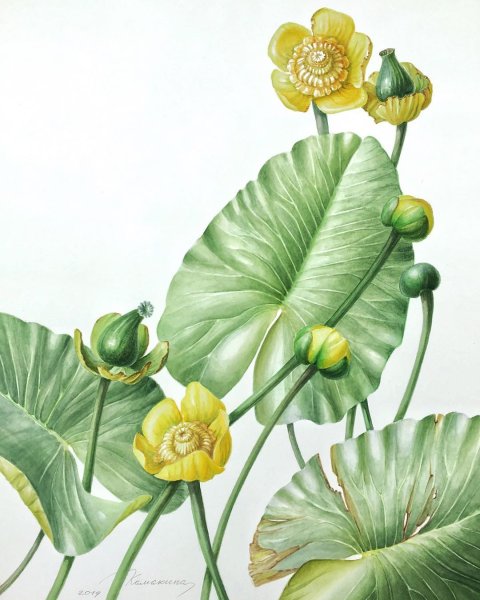 Кубышка растение