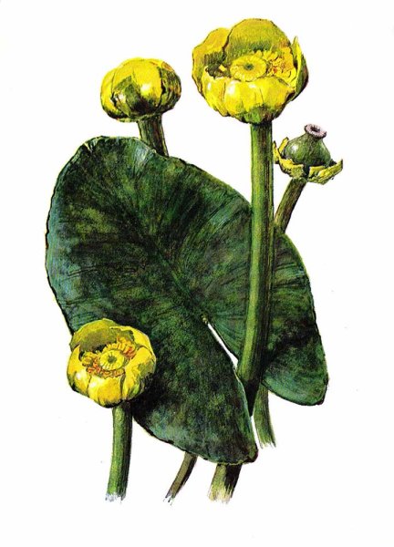 Кубышка желтая раскраска