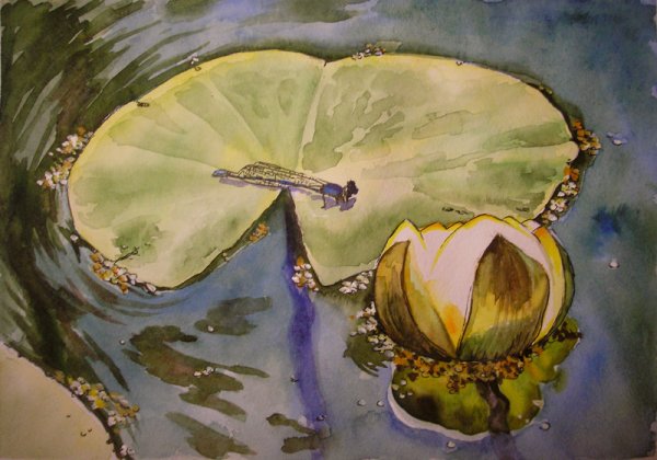 Кубышка желтая раскраска