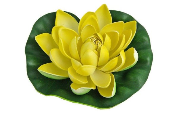 Кубышка желтая Ботанический рисунок