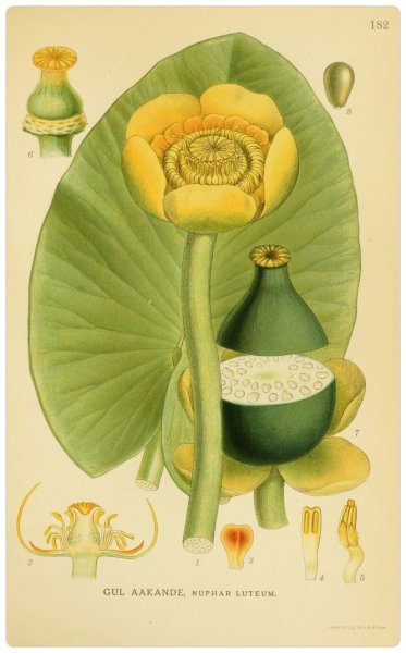 Желтая кувшинка раскраска для детей