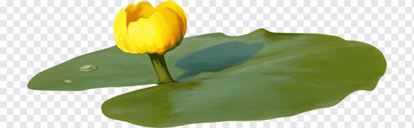 Кувшинка желтая