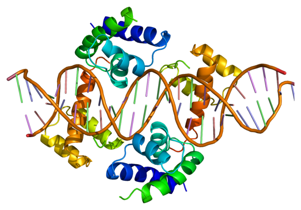 Белки генетика