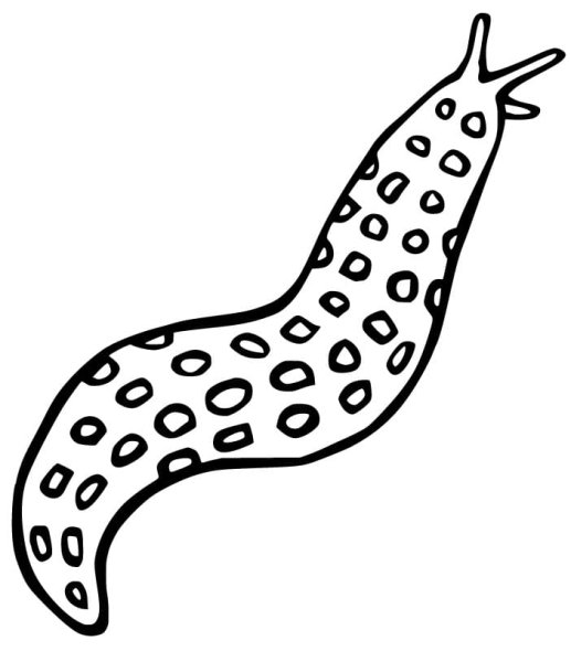 Раскраска СЛИЗНЯК