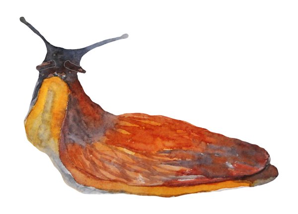 СЛИЗНЯК рисунок