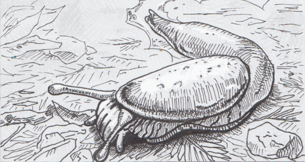 СЛИЗЕНЬ раскраска