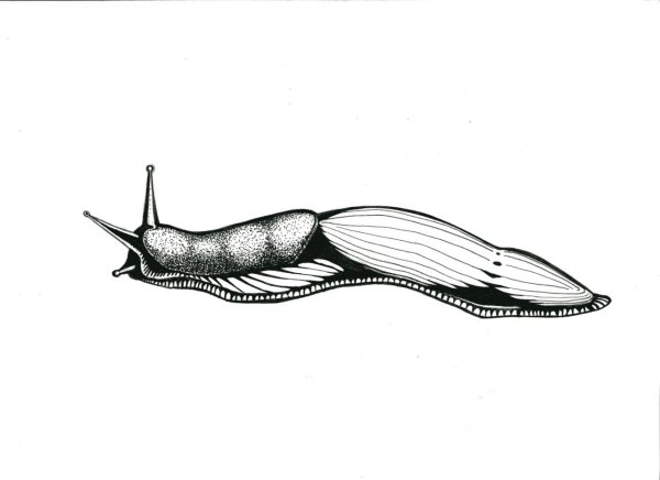 СЛИЗНЯК рисунок