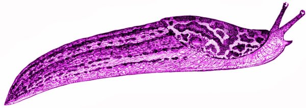Анатомия СЛИЗНЯКА