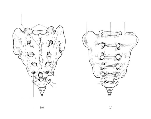 Крестец и копчик анатомия