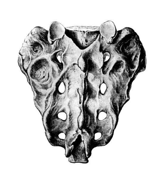 Крестец анатомия