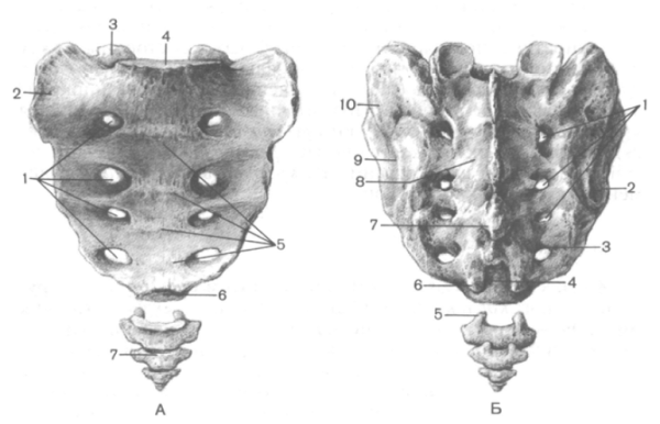 Строение крестца и копчика