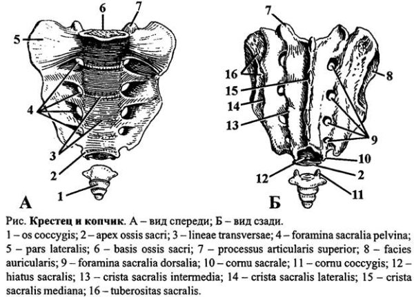 Строение позвонков крестца копчика