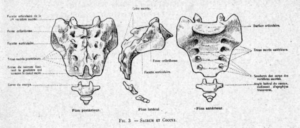 Строение крестца сбоку