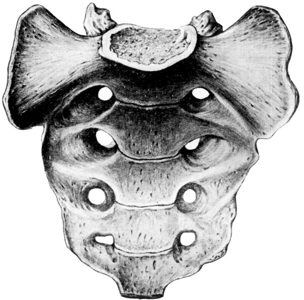 Крестцовые позвонки анатомия