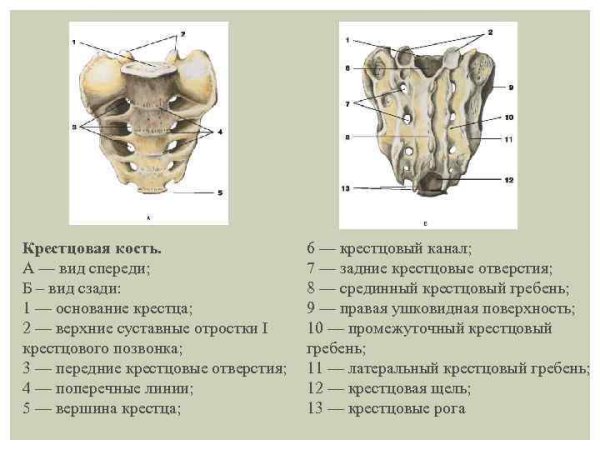 Крестец вид спереди и сзади