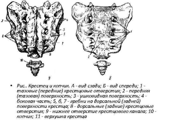 Крестец вид спереди и сзади