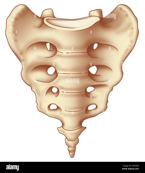 Крестцовый отдел позвоночника анатомия человека