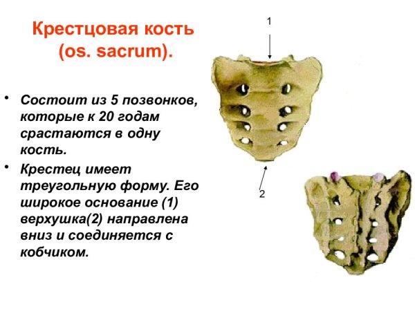 Крестец os Sacrum