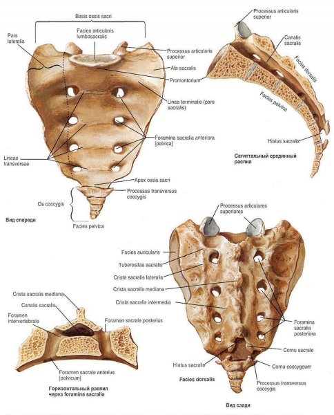 Крестец анатомия