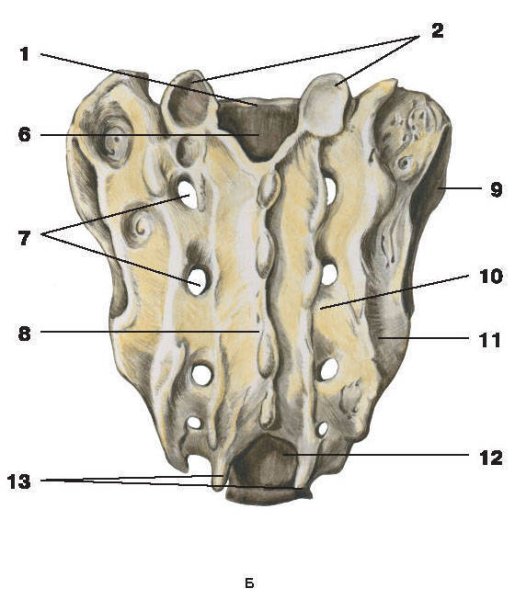 Крестец анатомия